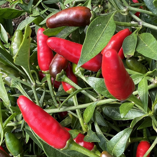 Piment Piri-Piri