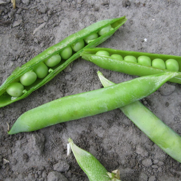 Pois à Écosser