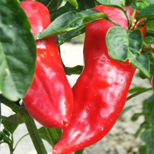 Poivron Rouge Cornu (plant)
