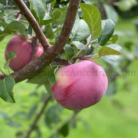 Pommier Semi-Nain Novamac 2 ans