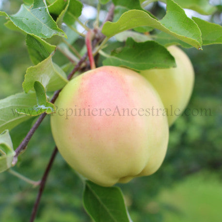 Pommier Semi-nain Ginger Gold 2 ans