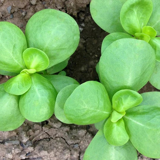 Pourpier (plant)
