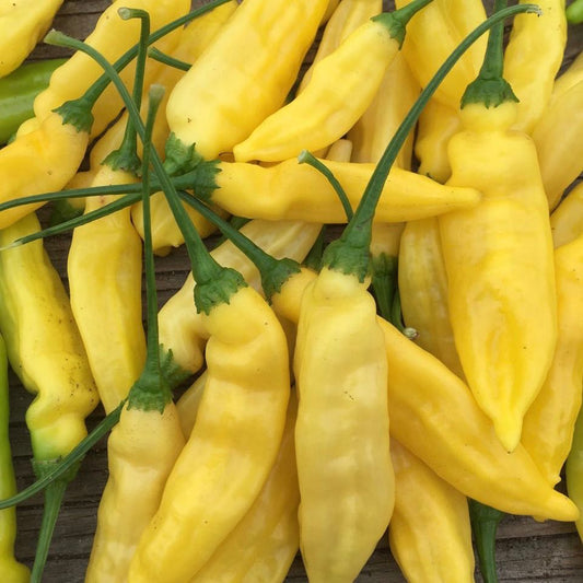 Piment fort Lemon Drop (semences bio)