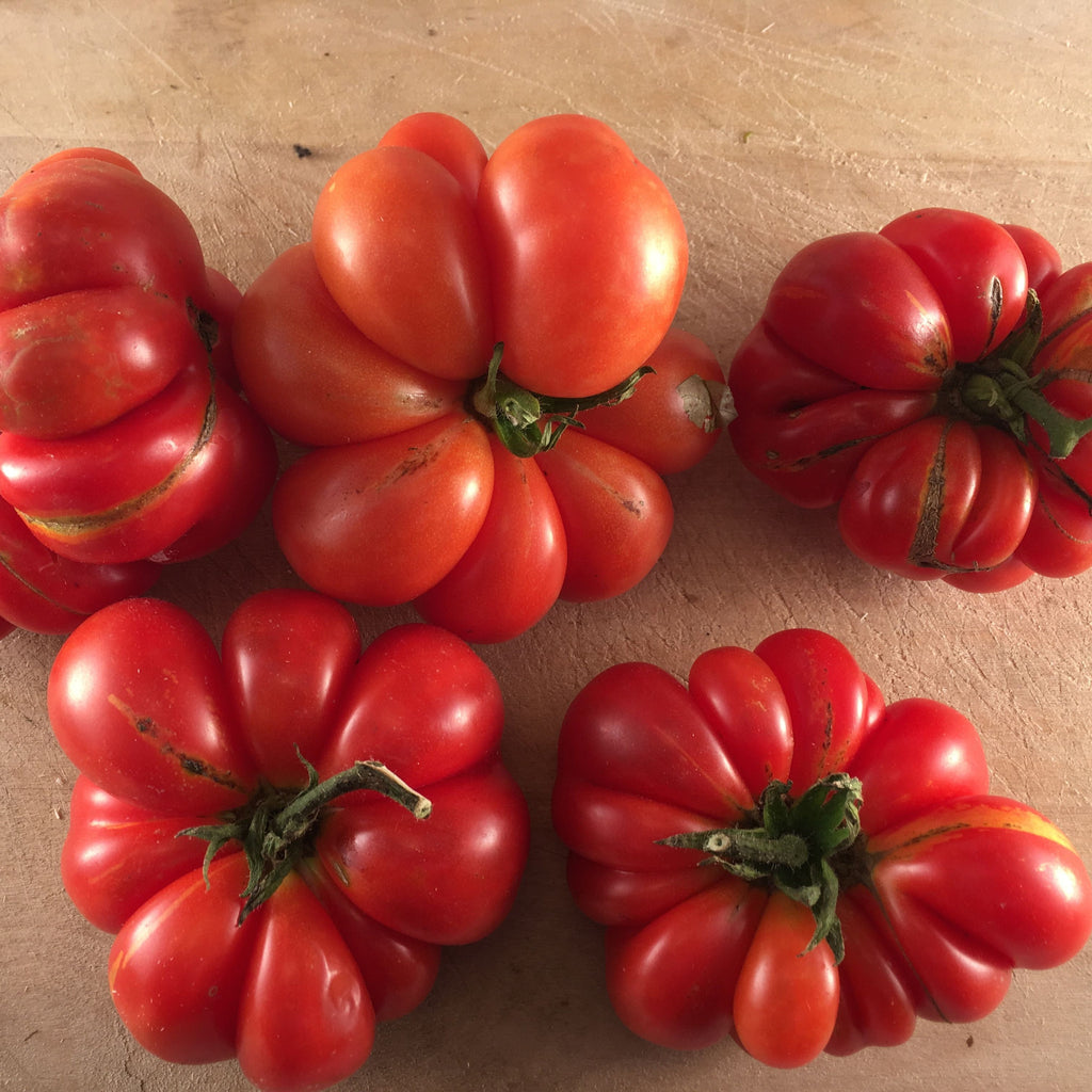 Tomate rouge Reisetomate (semences bio)