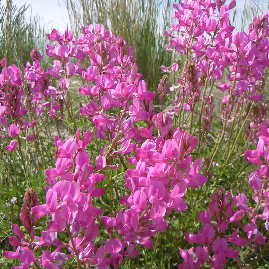 Sainfoin Boréal