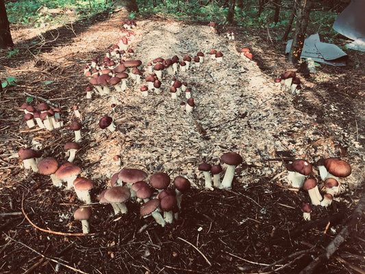 Mycélium pour jardin de La Botte