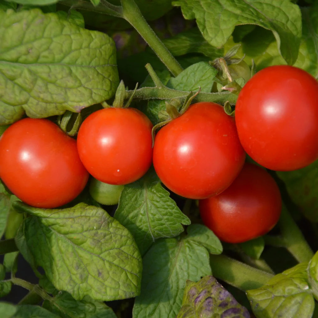 Tomate Cerise Rouge Miniature (plant)