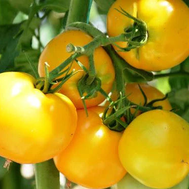 Tomate Jaune (plant)