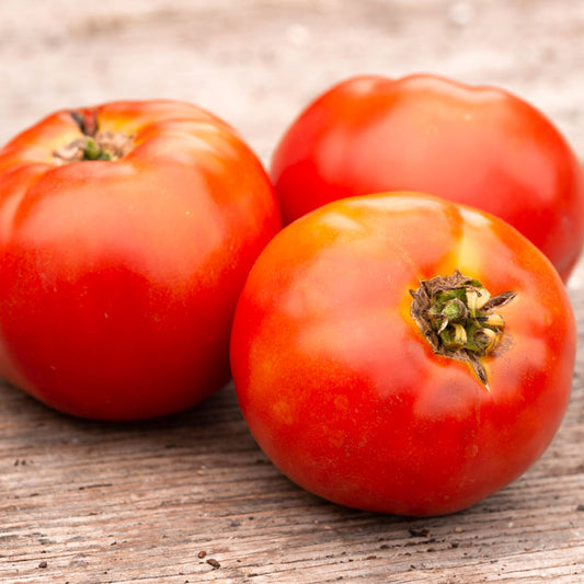 Tomate standard Plourde (semences bio)