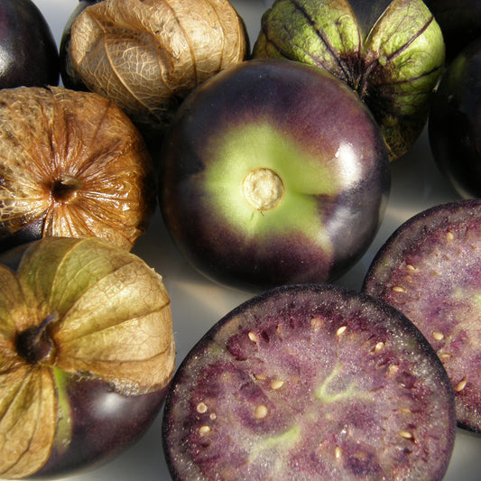 Tomatillo Purple (semences bio)