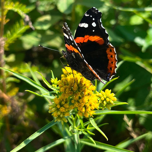 Verge d'or à feuilles de graminée