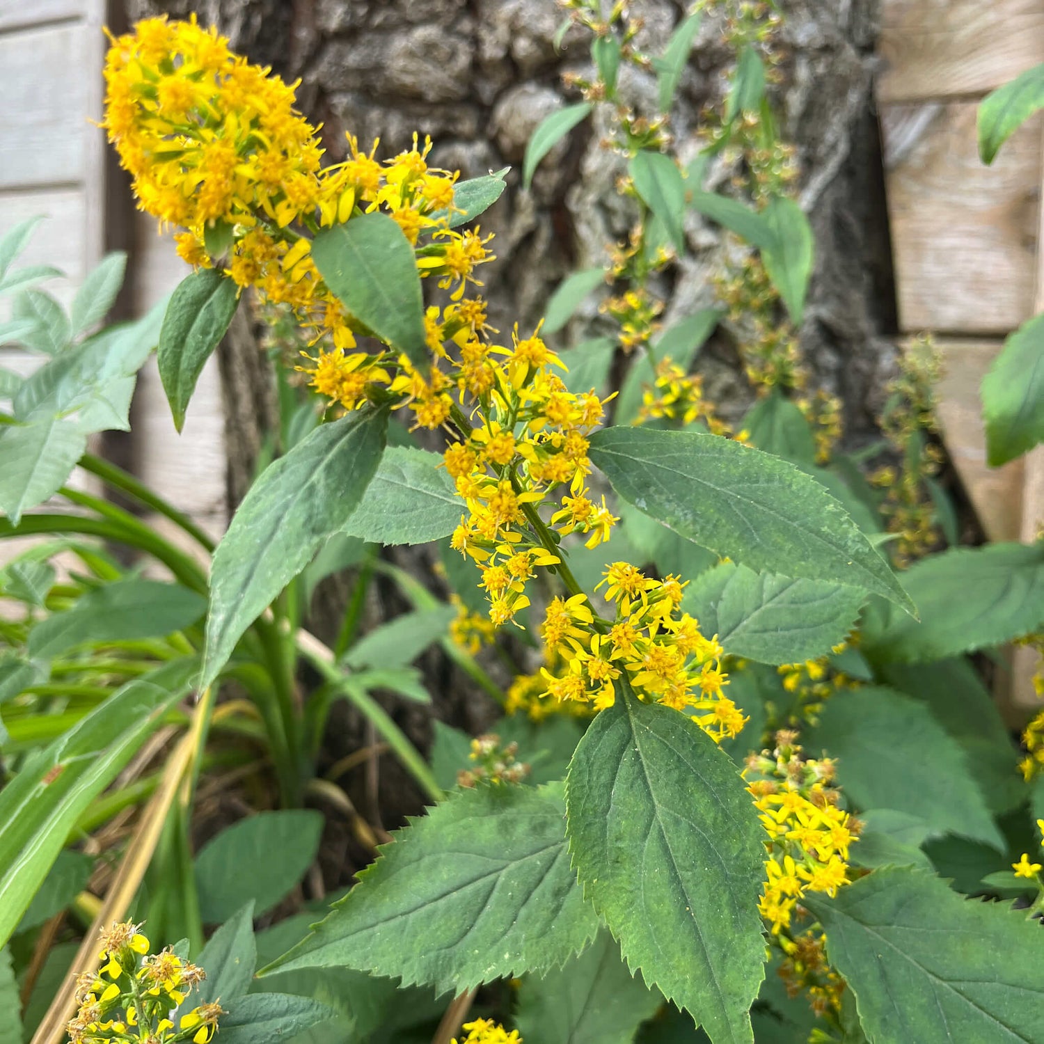 Verge d'or à tige zigzagante