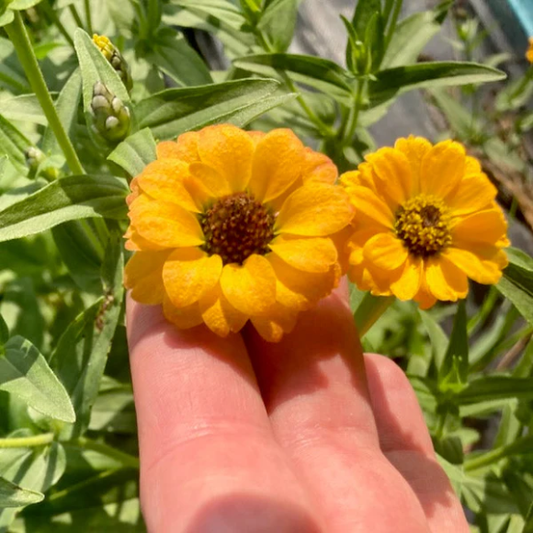 Zinnia du Pérou Jaune