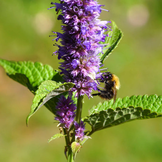 Agastache fenouil