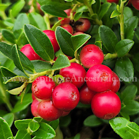 Airelles Koralle 1 an