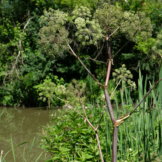 Angélique noire pourpre