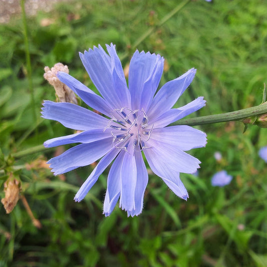 Chicorée sauvage (semences)