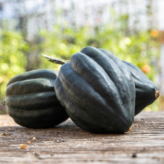 Courge poivrée Tuffy (semences bio)