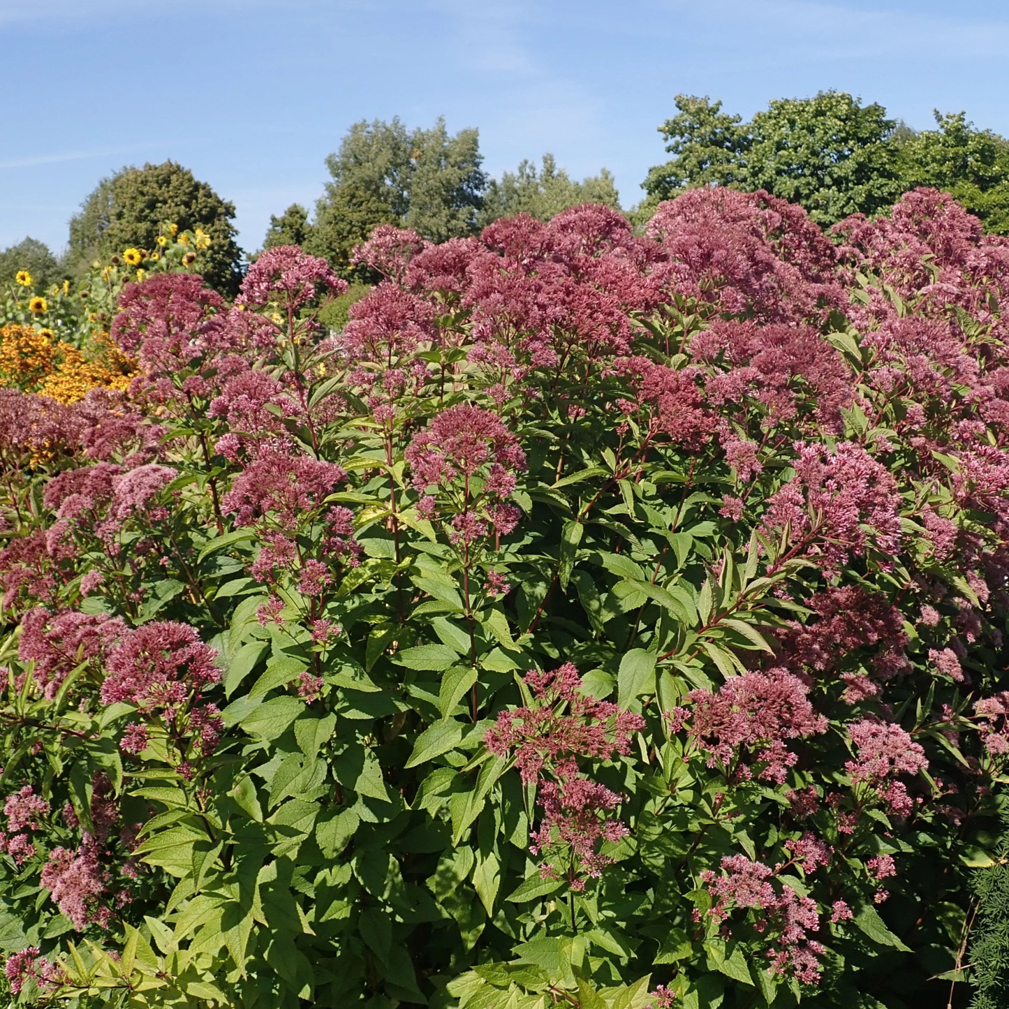 Eupatoire maculée (semences)