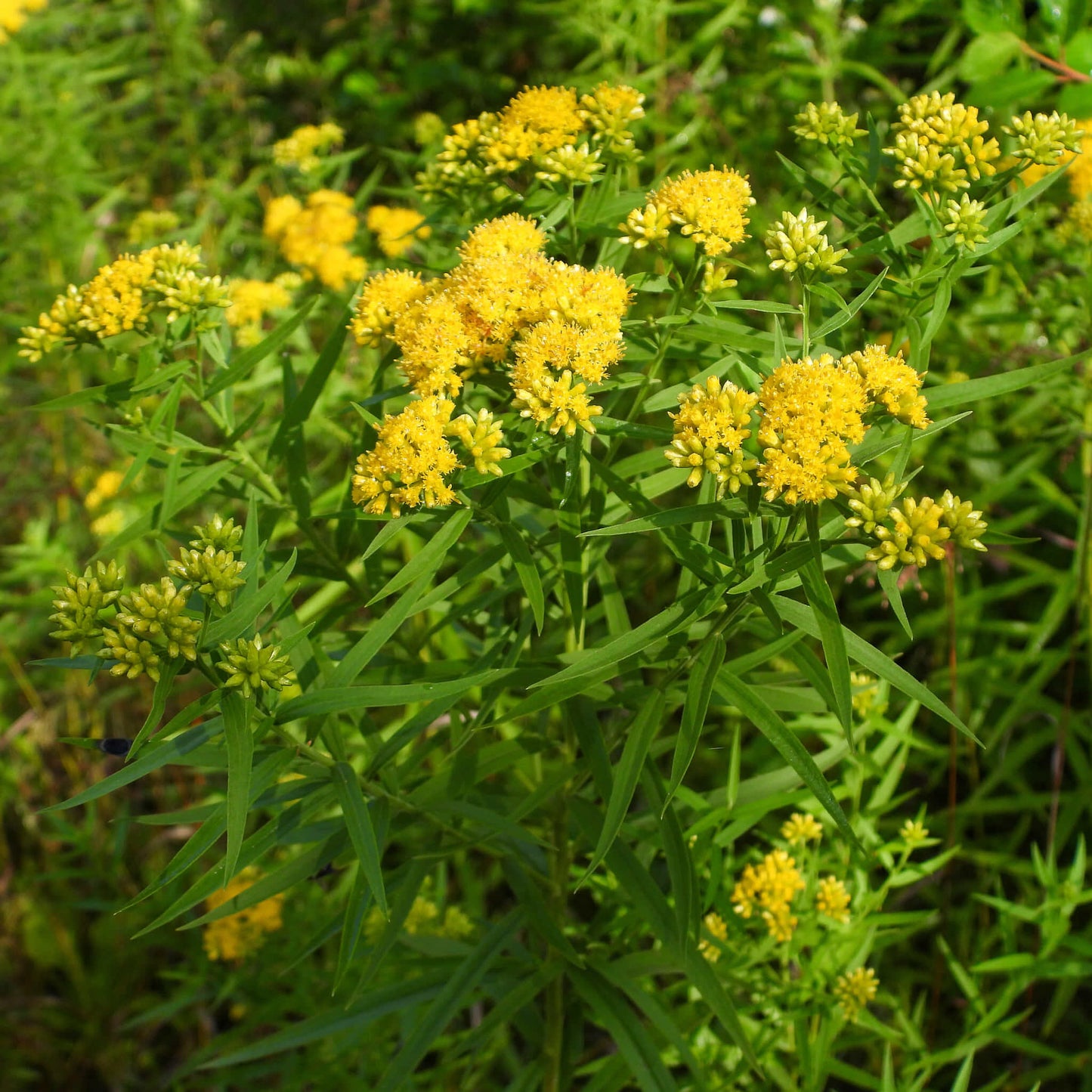 Verge d'or à feuilles de graminée