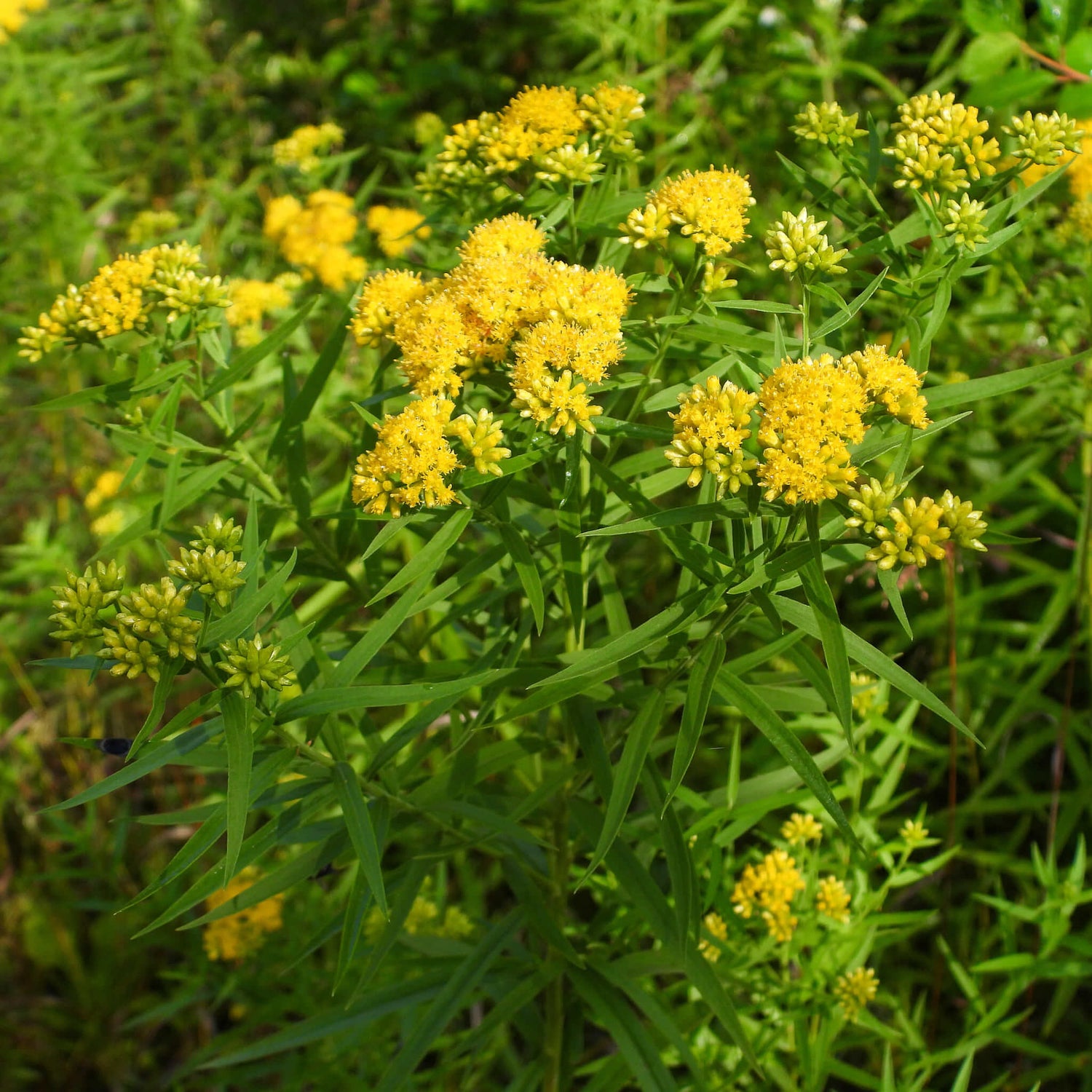 Verge d'or à feuilles de graminée