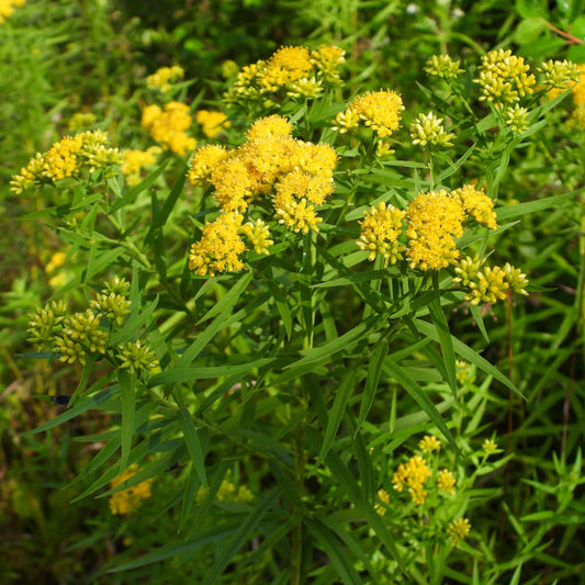Verge d'or à feuilles de graminée