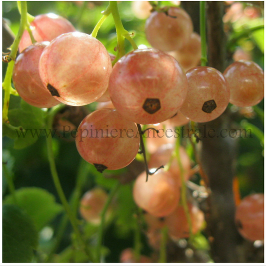 Gadelier Pink Champagne 1 à 2 ans