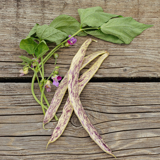 Haricot nain Merveille du Piémont (semences bio)