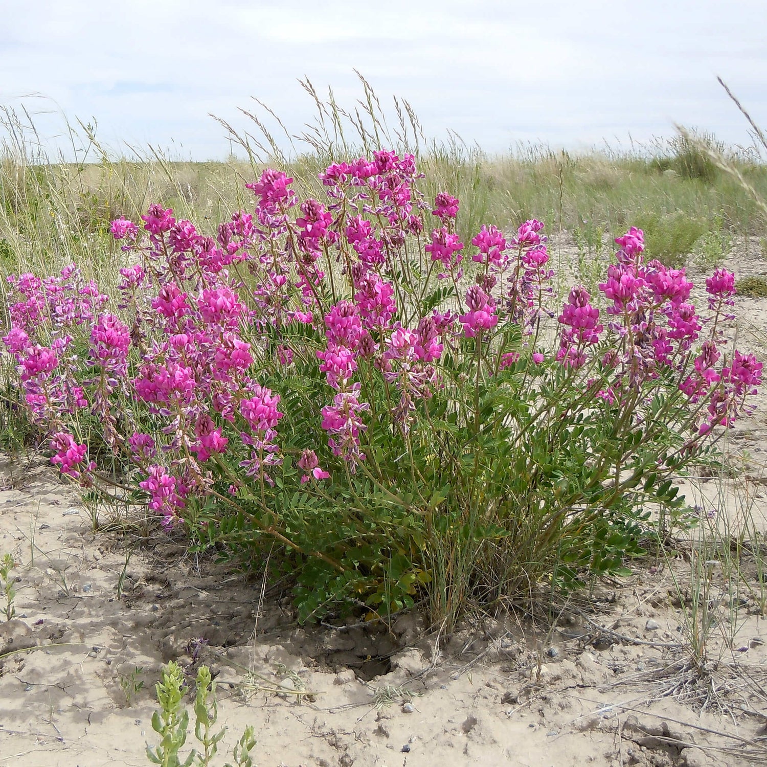 Sainfoin Boréal
