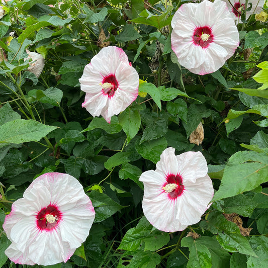Hibiscus vivace (Ketmie des marais)