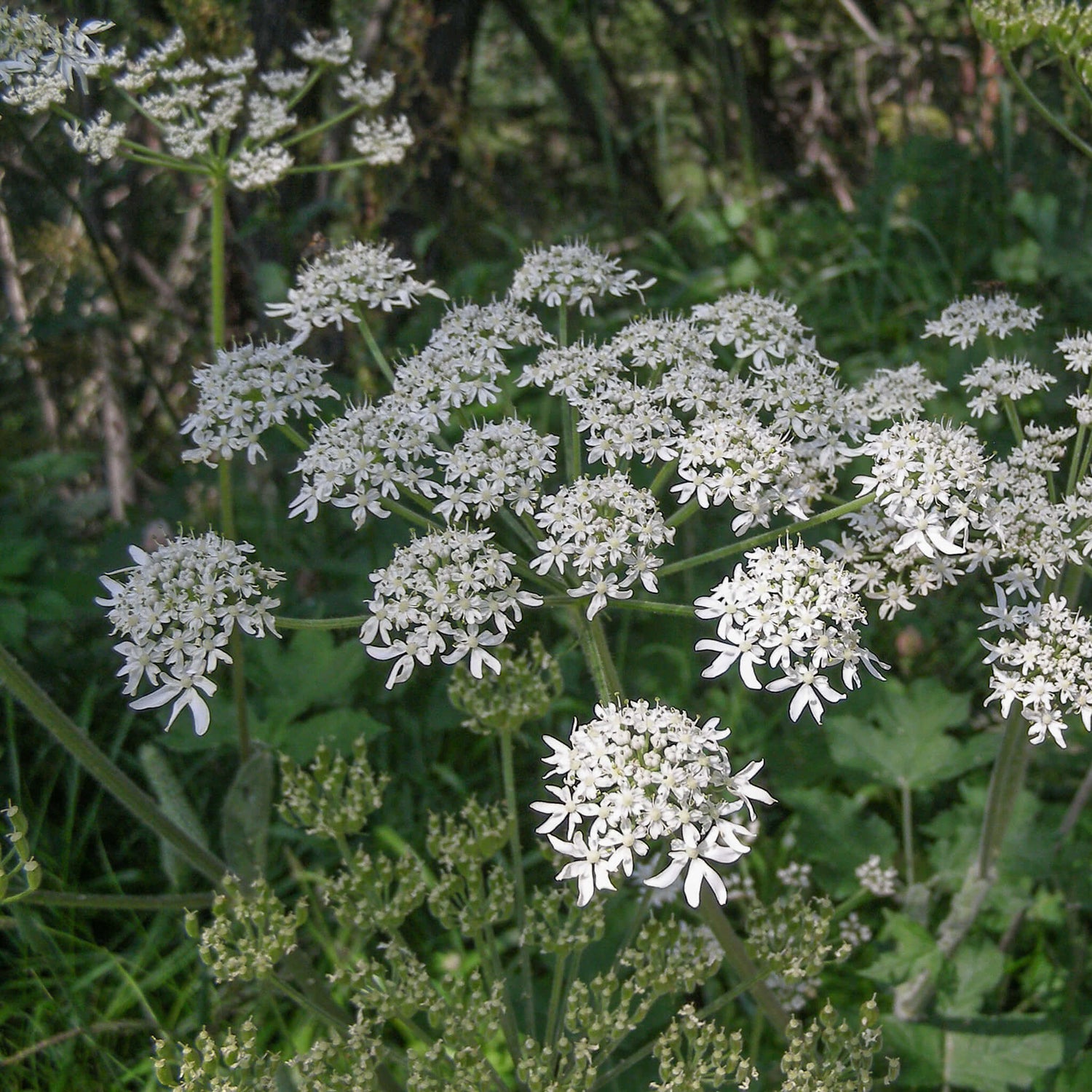 Livèche d'Écosse (Persil de mer)