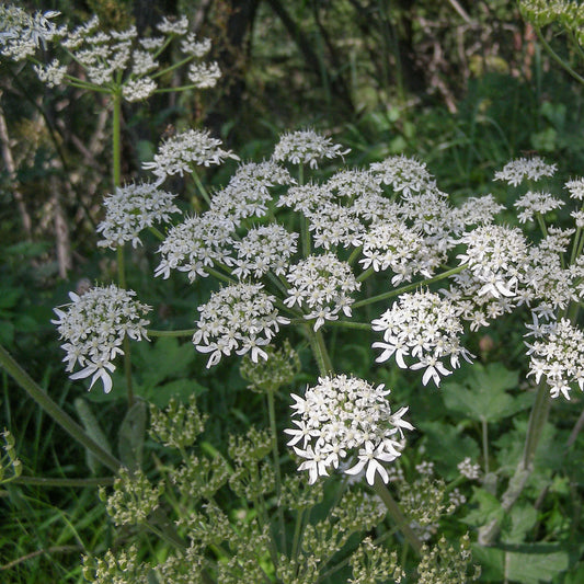 Livèche d'Écosse (Persil de mer)