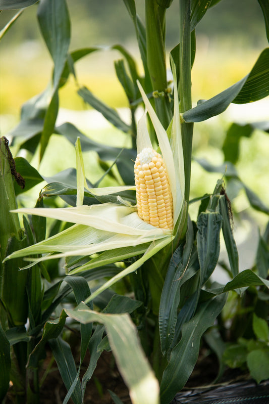 Maïs Orchard Baby (semences bio)