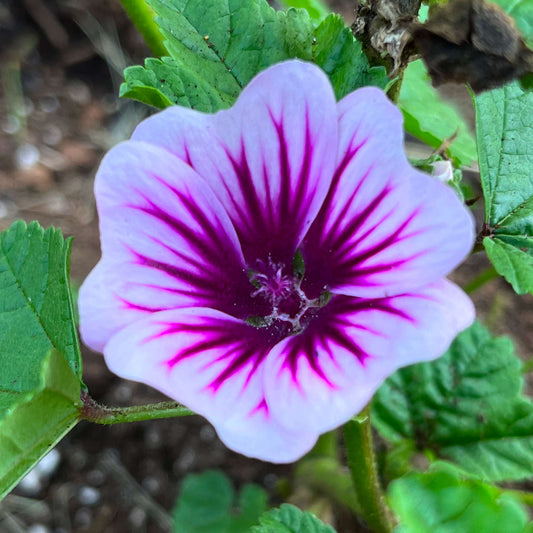 Mauve sylvestre ‘Zebrina’ (semences)