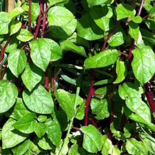 Épinard de Malabar Rouge (plant)