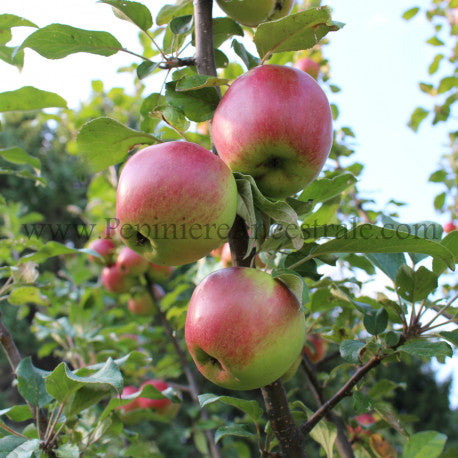 Pommier Petit nain Sweet Sixteen 2 ans