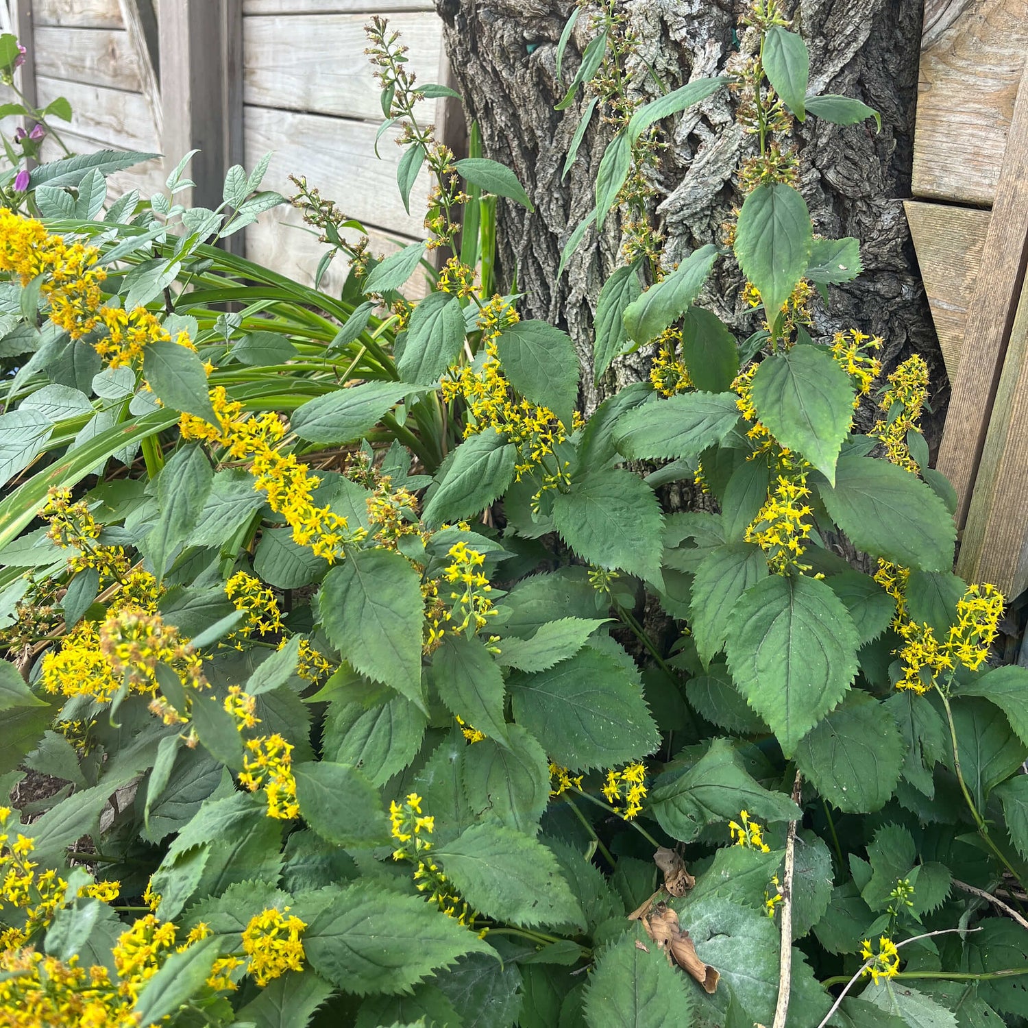 Verge d'or à tige zigzagante