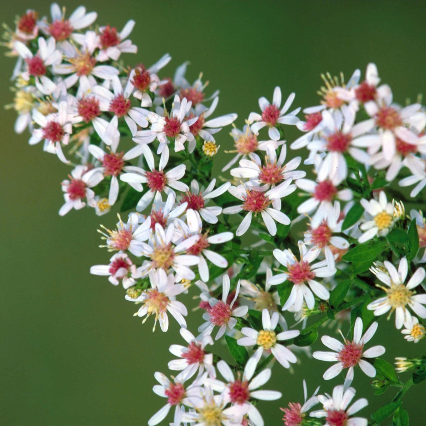 Aster latériflore (semences)