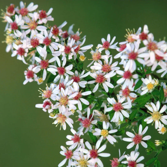 Aster latériflore (semences)