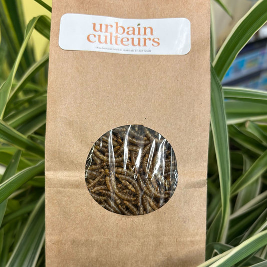 Vers de farine séchés (50 g)