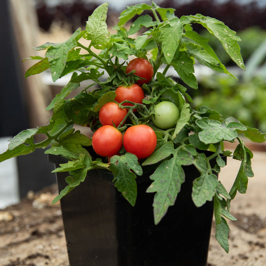 Tomate cerise Rosy Finch (semences bio)