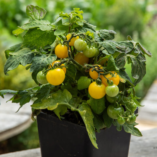 Tomate cerise Yellow Canary (semences bio)