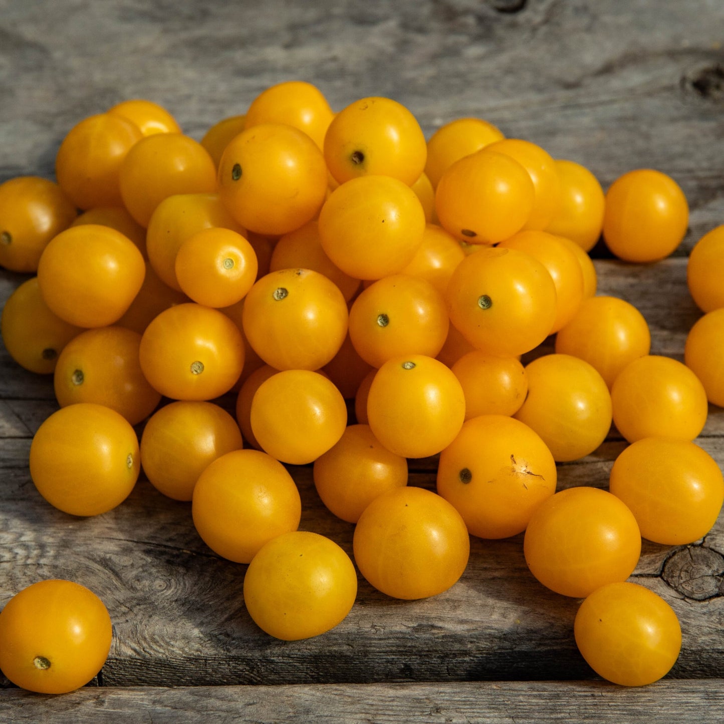 Tomate cerise Yellow Canary (semences bio)