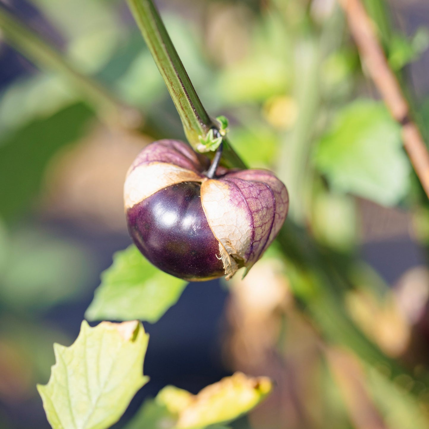 Tomatillo Purple (semences bio)