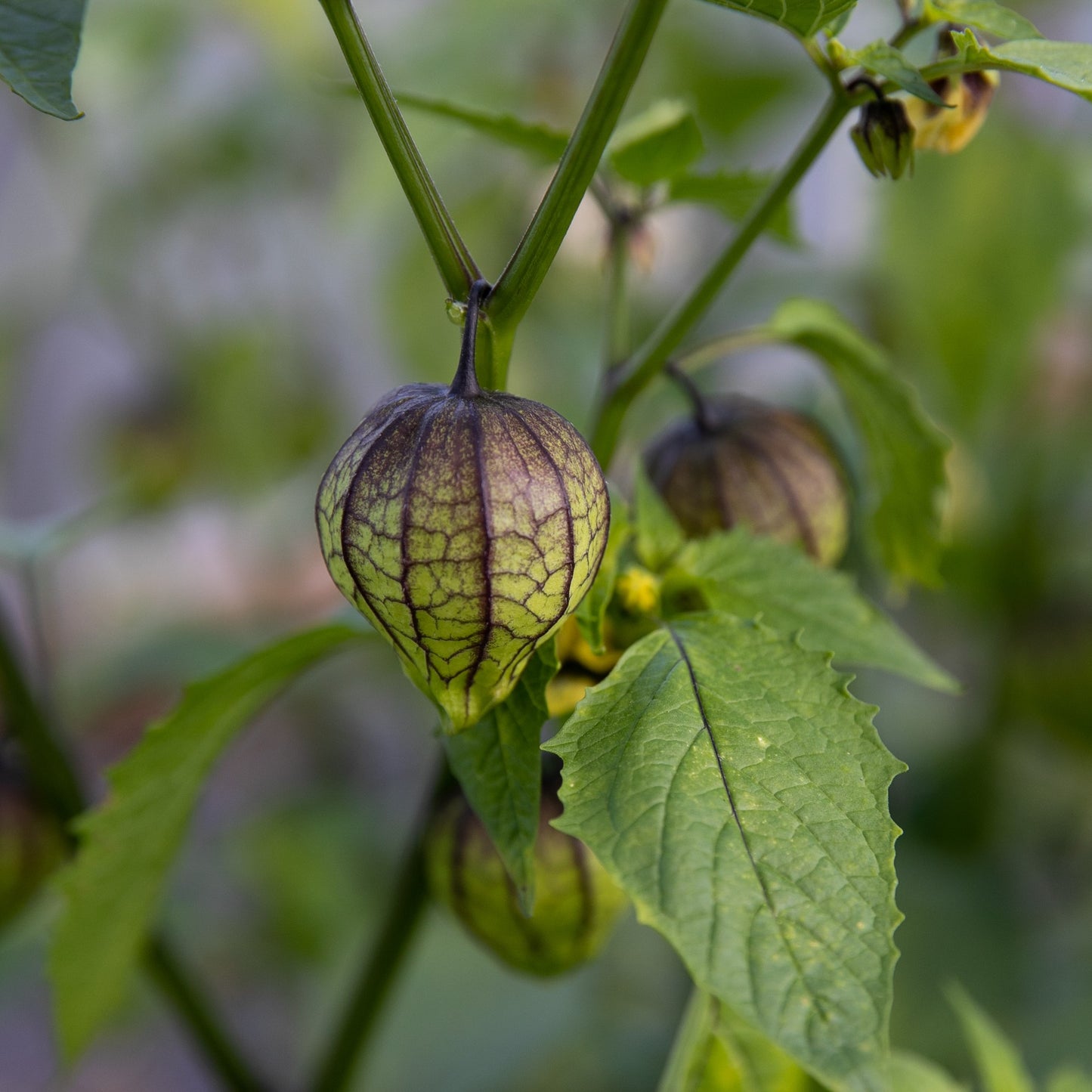 Tomatillo Purple (semences bio)