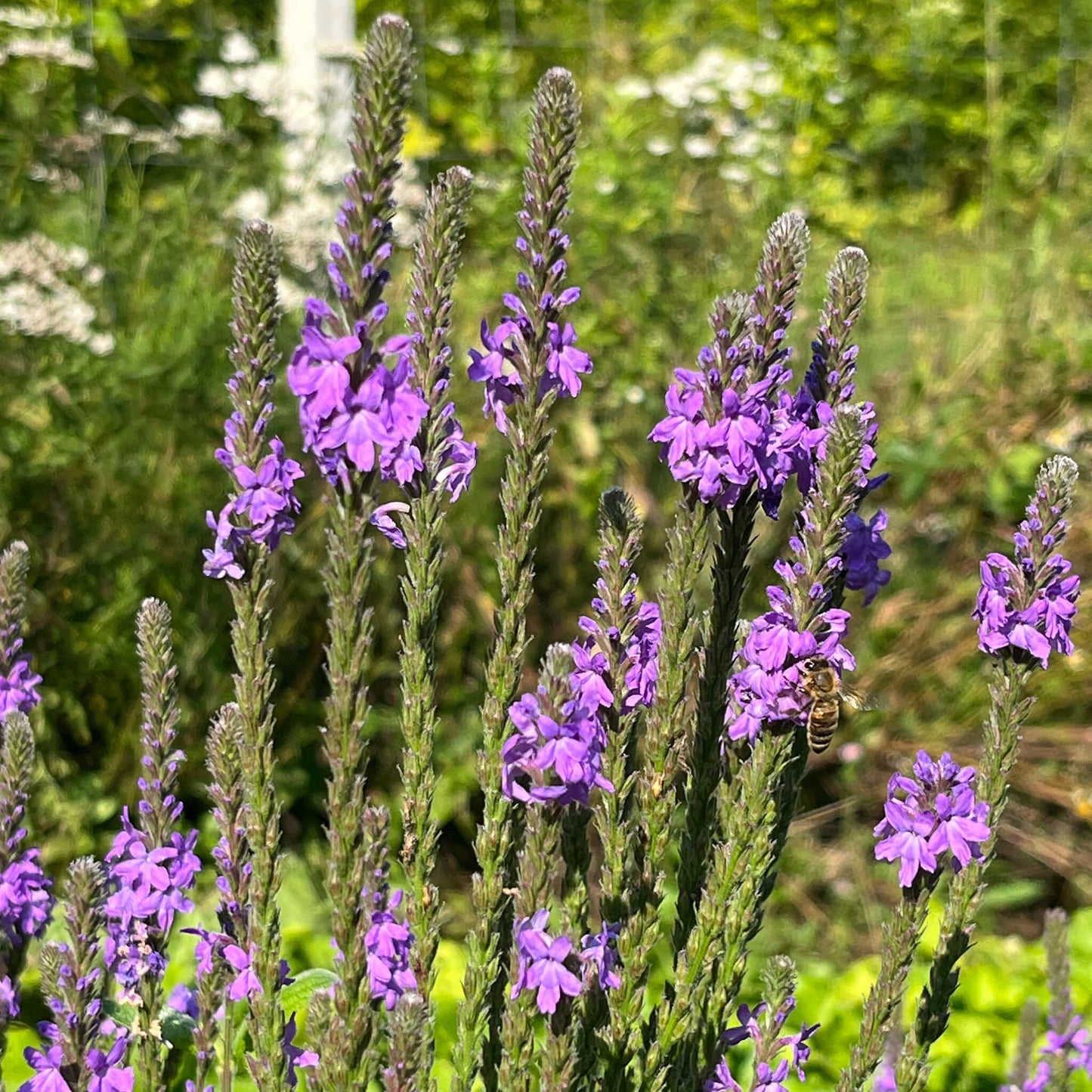 Verveine veloutée (semences)