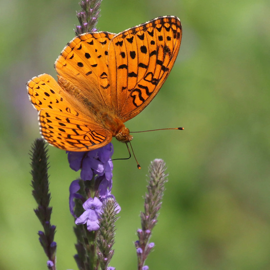 Verveine veloutée (semences)