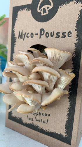 Myco-pousse de La Botte - trousse du culture