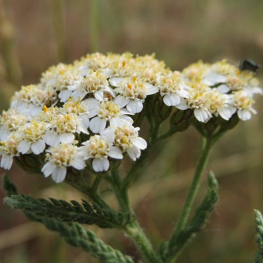 Achillée Millefeuille (semences)