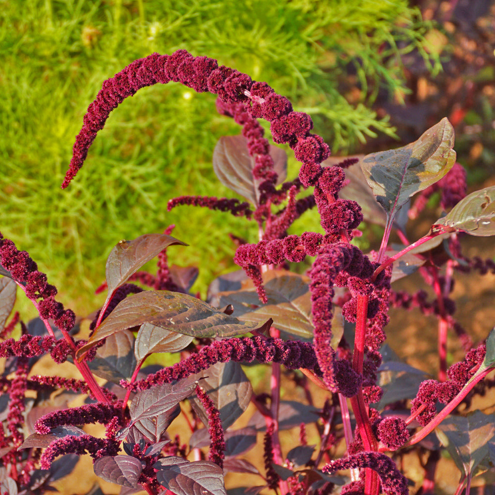 Fleur d'amarante, variété Hopi Red Dye.